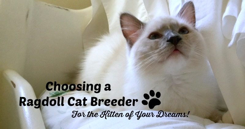 ragdoll breeder