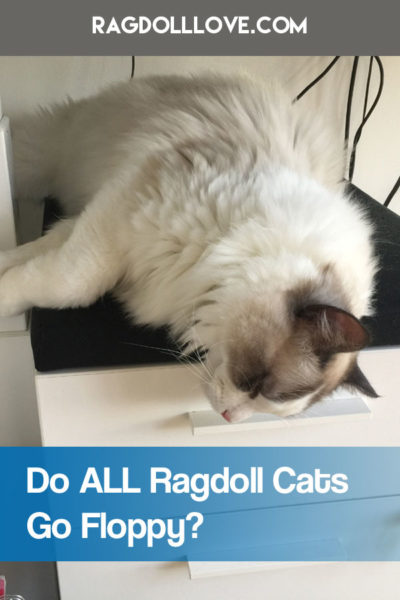 SEAL BICOLOUR RAGDOLL CAT FLOPPING - DO ALL RAGDOLL CATS GO FLOPPY