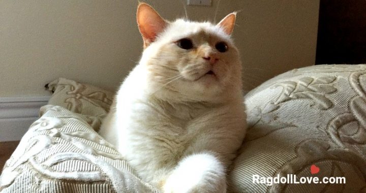 Cream colour domestic short hair cat with paws crossed