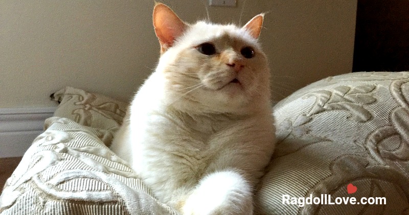 Cream colour domestic short hair cat with paws crossed