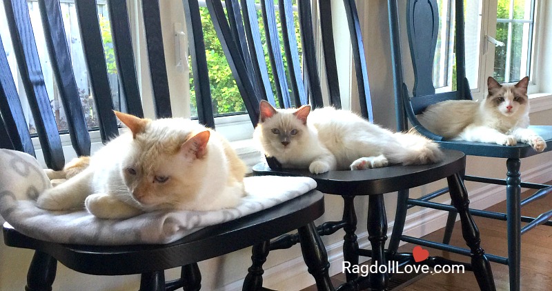 3 cats on chairs in a row Domestic shorthair and Ragdoll kittens