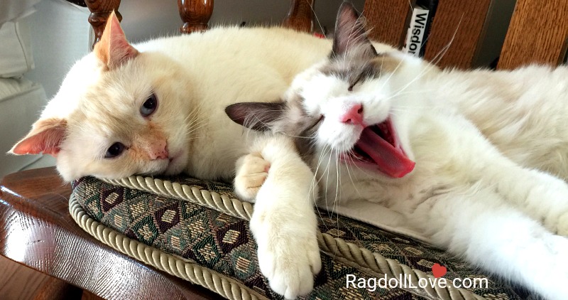 Ragdoll kitten yawning and domestic short hair cat on chair