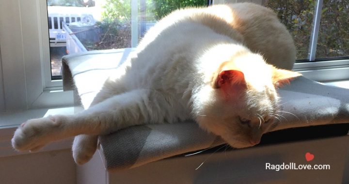 Domestic Short Hair Cat enjoying some sunshine