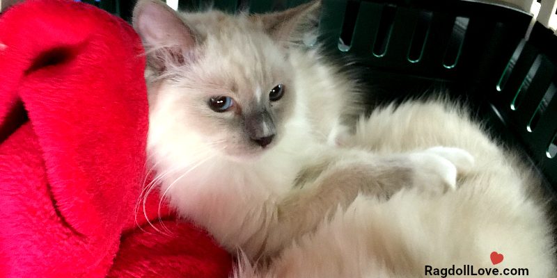 Blue Mitted Ragdoll Cat Duffy Travelling to his forever home