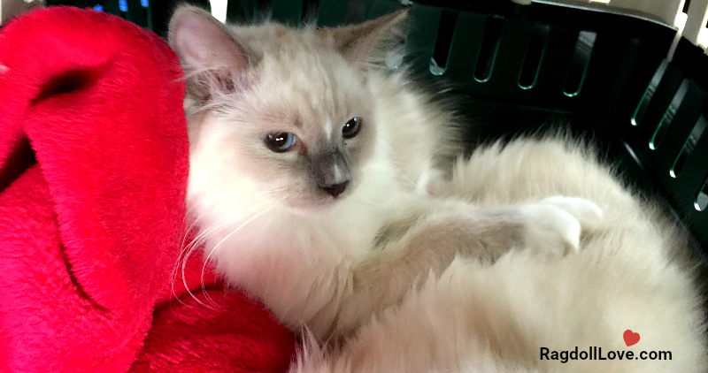 Blue Mitted Ragdoll Cat Duffy Travelling to his forever home