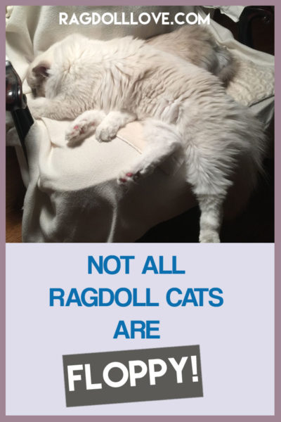 BLUE MITTED RAGDOLL CAT FLOPPING ON CHAIR - NOT ALL RAGDOLL CATS ARE FLOPPY