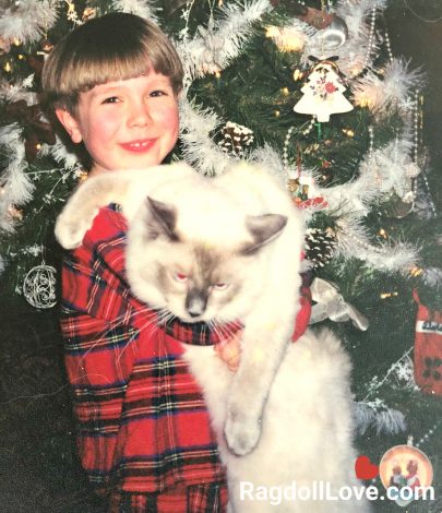 Young Boy with Purebred Ragdoll Cat by Christmas Tree