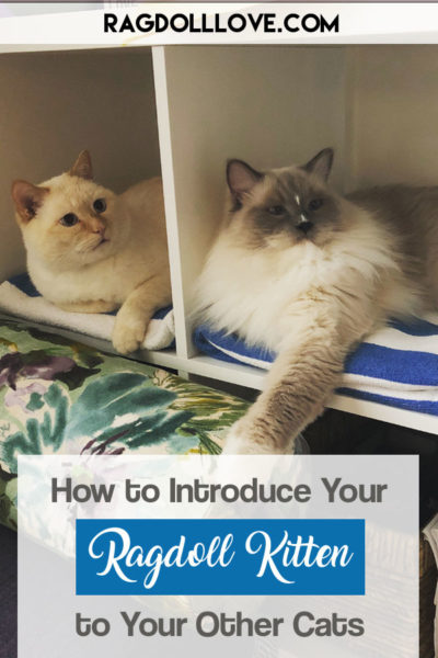 Jack and Duffy the Ragdoll cat lying in a cupboard side by side looking curious