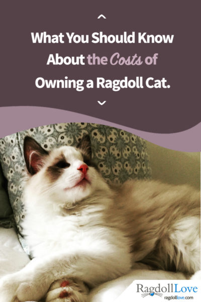 Seal Bicolour Ragdoll Kitten looking happy