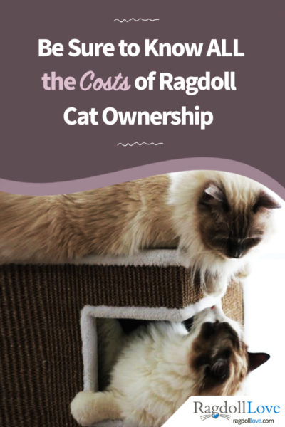 How Much Does It Cost to Own a Ragdoll Cat? (2024 Price Guide) - Catster