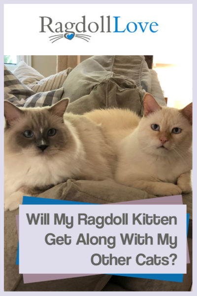 Ragdoll Kitten and domestic short hair cat