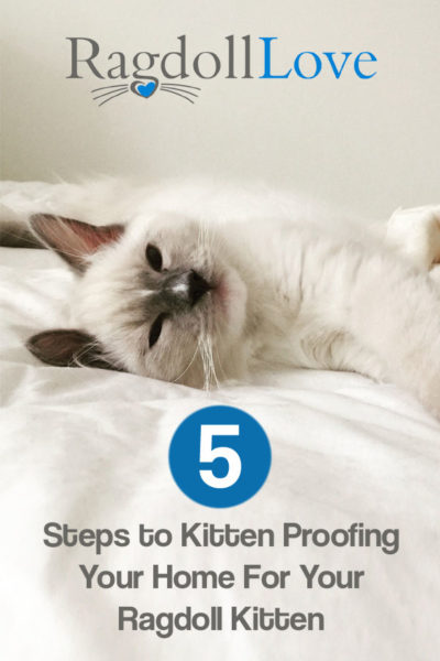 Blue Mitted Ragdoll Kitten lying on a bed looking happy