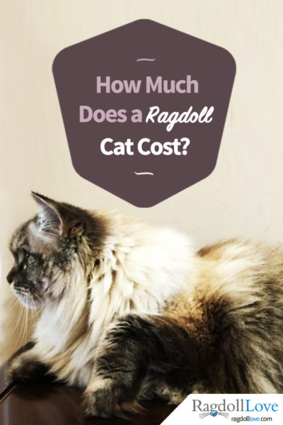 Large Seal Lynx Ragdoll Cat - How Much Does a Ragdoll Cat Cost