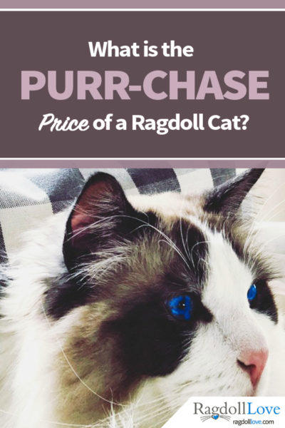 Male Seal Bicolour Ragdoll Cat Bright Blue Eyes What is the Purr-chase Price of a Ragdoll Cat