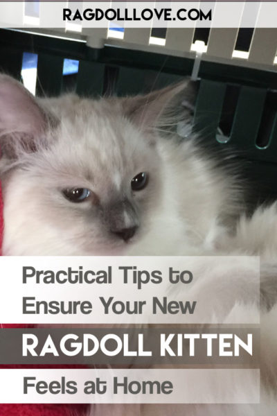 Ragdoll kitten in a cat carrier sitting up