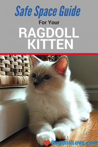 Ragdoll Kitten in Safe Space