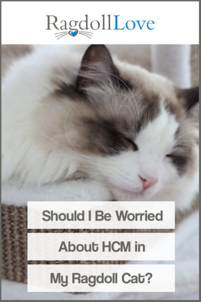 SLEEPING RAGDOLL CAT - SHOULD I BE WORRIED ABOUT HCM IN MY RAGDOLL CAT
