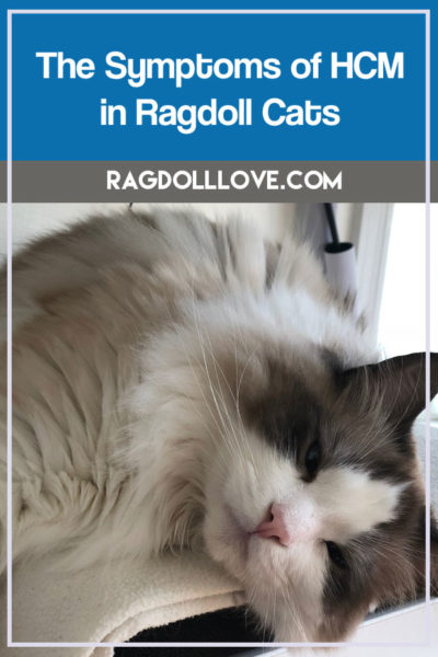 SEAL BICOLOUR RAGDOLL KITTEN LOOKING SWEET - THE SYMPTOMS OF HCM IN RAGDOLL CATS