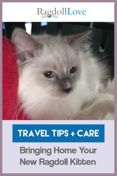 TRAVEL TIPS AND CARE BRINGING HOME YOUR NEW RAGDOLL KITTEN - RAGDOLL KITTEN BLUE MITTED MALE