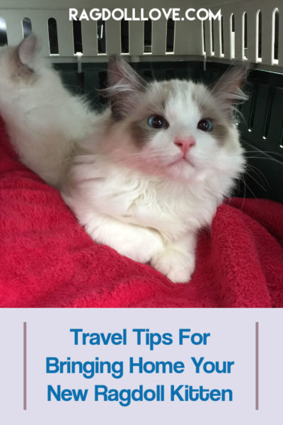 TRAVEL TIPS FOR BRINGING HOME YOUR NEW RAGDOLL KITTEN - SEAL BICOLOUR RAGDOLL KITTEN