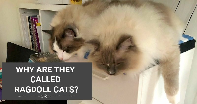12 THINGS YOU PROBABLY DIDN'T KNOW ABOUT RAGDOLL CATS 