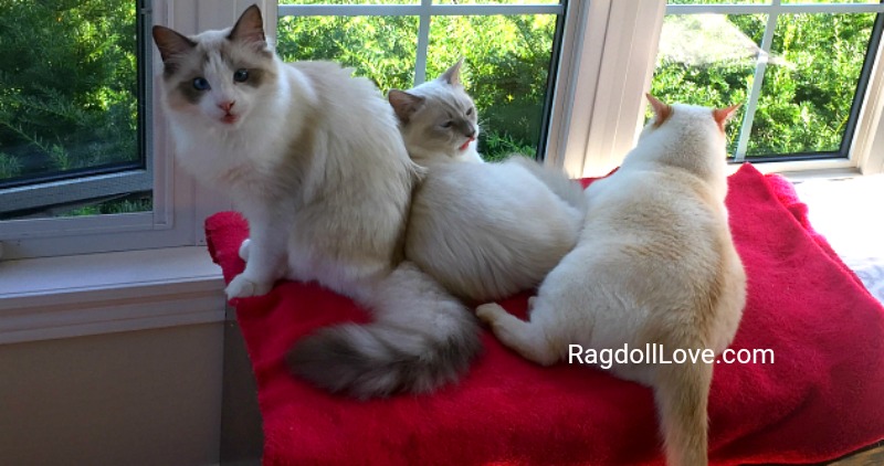 Ragdoll Kittens and Domestic Shorthair Cat together on red blanket