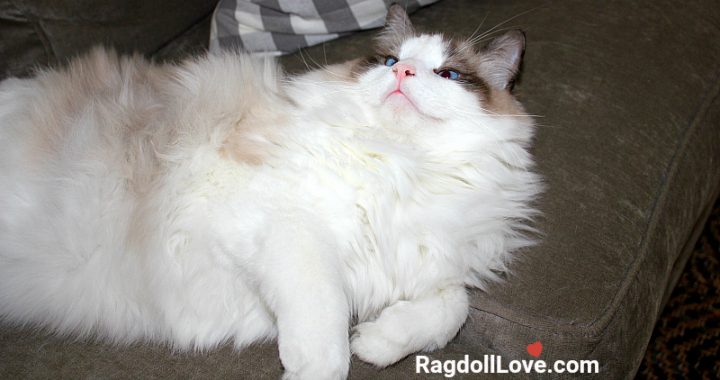 Seal Bicolour Ragdoll Relaxing on a Sofa