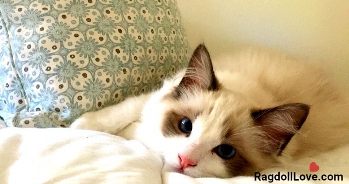 Seal Bicolour Kitten Relaxing on Bed