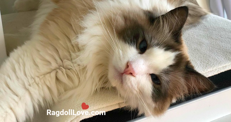 Seal Bicolour Ragdoll Kitten Stretched Out Relaxing