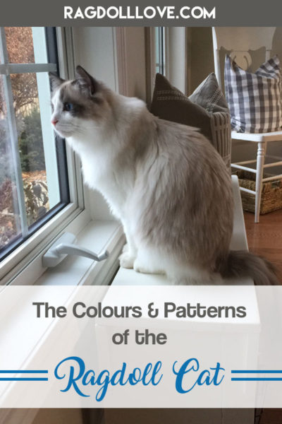 Seal Bicolour Cat Looking Intently out a Window for a bird