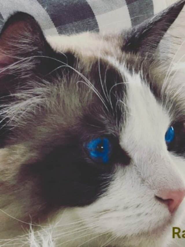 Ragdoll Cat Price Guide What You Need To Know Before Buying Story The Ragdoll Cat Lifestyle