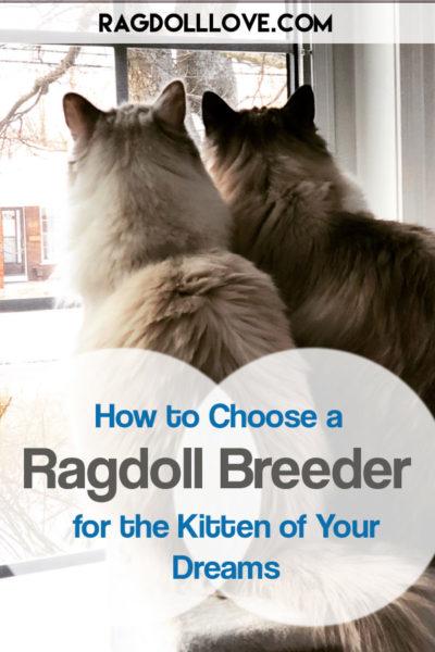 2 RAGDOLL CATS LOOKING OUT A WINDOW - HOW TO CHOOSE A RAGDOLL BREEDER FOR THE KITTEN OF YOUR DREAMS