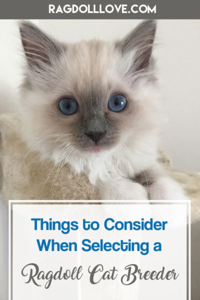 Blue Ragdoll Kitten With Big Blue Eyes - THINGS TO CONSIDER WHEN SELECTING A RAGDOLL CAT BREEDER