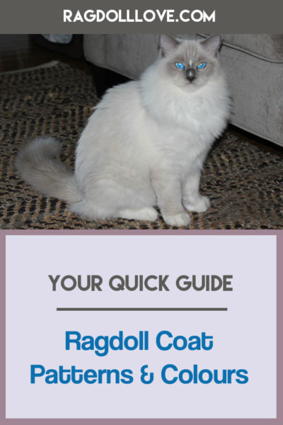 Blue Mitted Young Ragdoll Cat