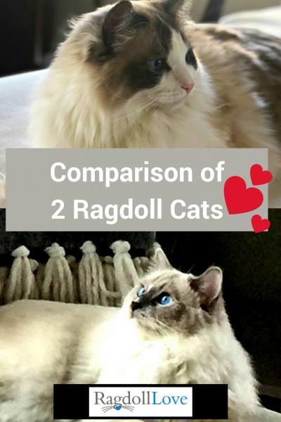 Comparison of Two Ragdoll Cats