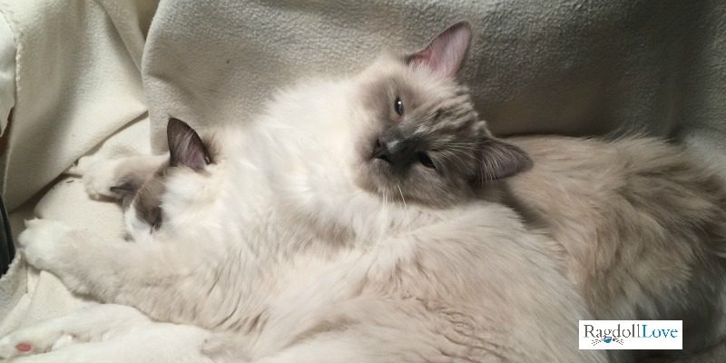 Ragdoll kitten looking up and looking happy