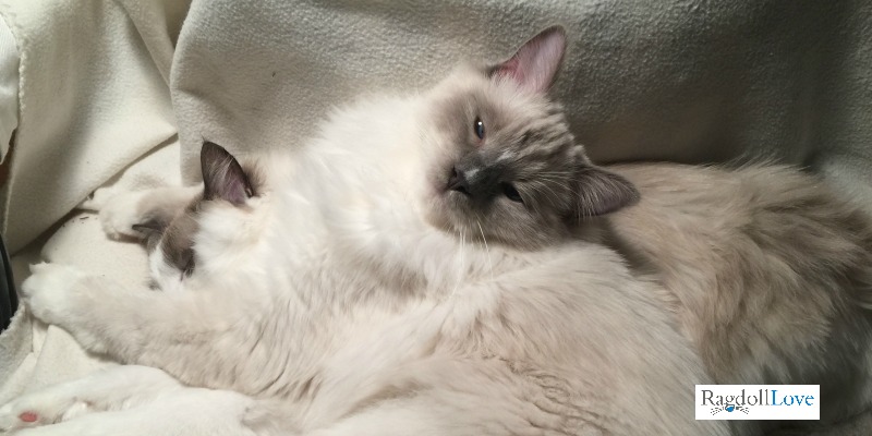 Duffy the Ragdoll Kitten lying with his brother and smiling