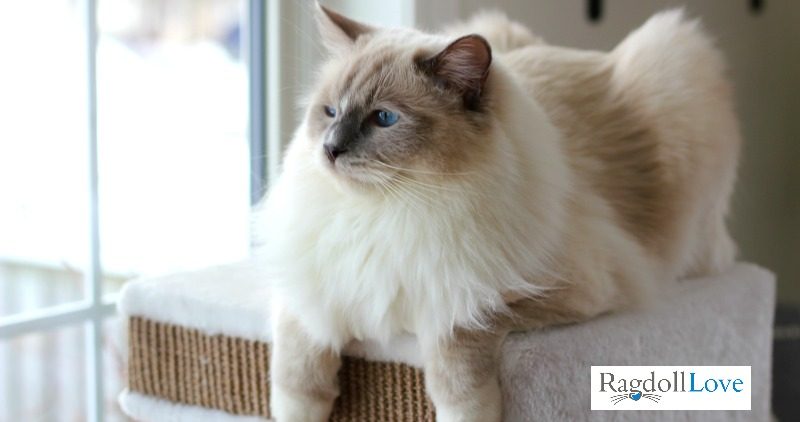 Tips And Hacks For Dealing With Matted Cat Fur On Your Ragdoll