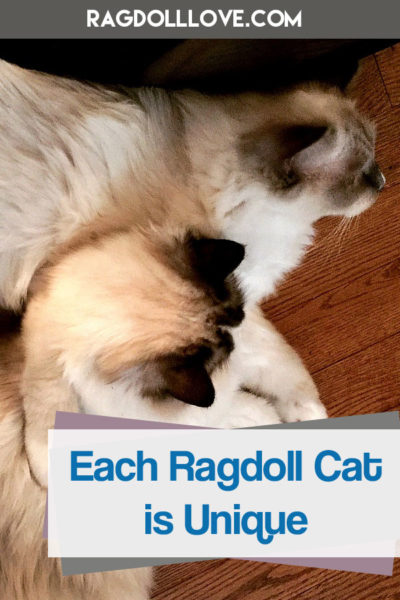 2 Ragdoll cats lying on the floor