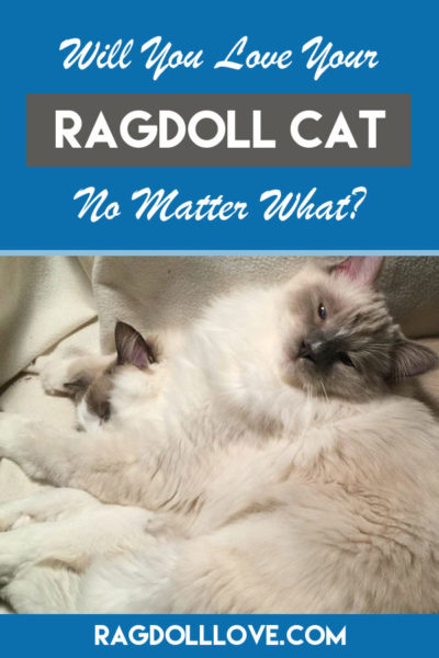 WILL YOU LOVE YOUR RAGDOLL CAT NO MATTER WHAT