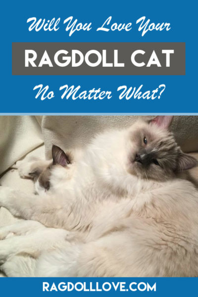 ragdoll love