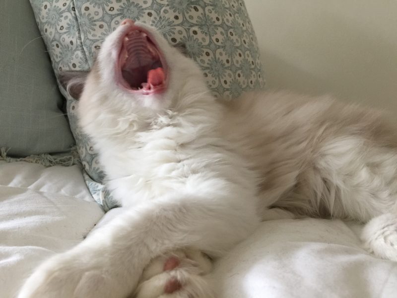Ragdoll Cat Yawning showing Teeth