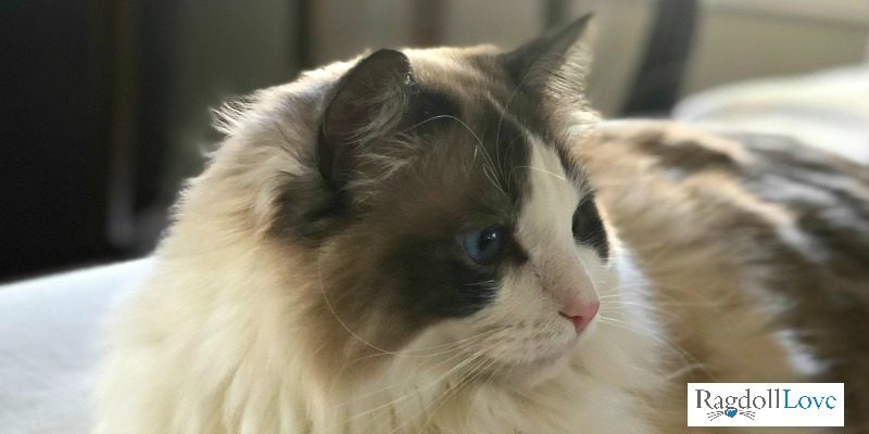 Seal bicolor best sale lynx ragdoll