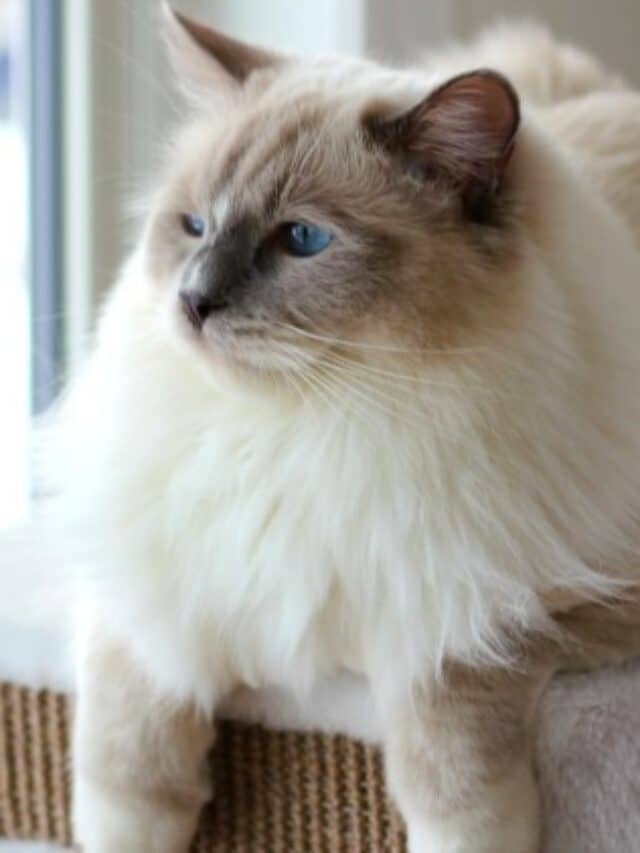 Why Are They Called Ragdoll Cats? Story
