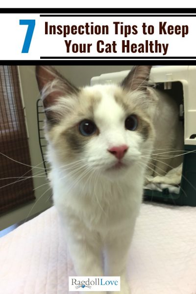 Young Ragdoll Cat getting out of cat carrier