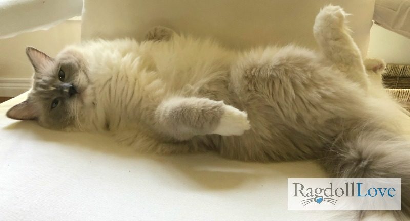 Blue Mitted Ragdoll Cat on his Back