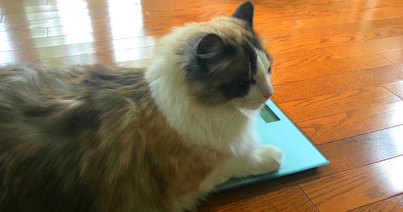 Ragdoll Cat on Weigh Scale