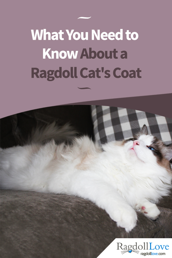 A Ragdoll Coat Quick Guide For The Ragdoll Cat Owner