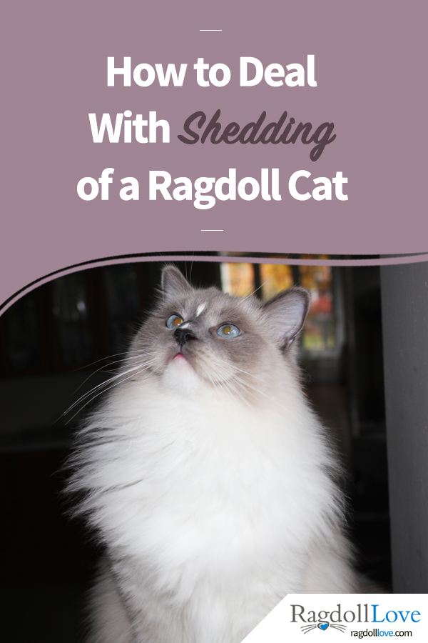 HOW TO DEAL WITH SHEDDING OF A RAGDOLL CAT