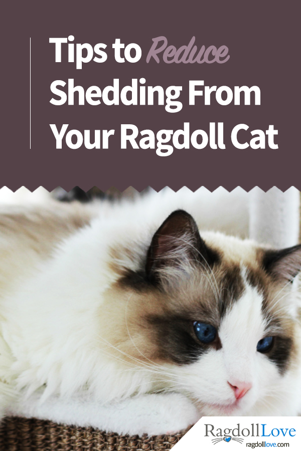 A Ragdoll Coat Quick Guide for the Ragdoll Cat Owner